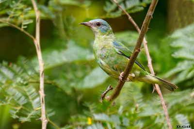 SAÌ AZUL (Dacnis cayana) (H)